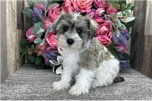 Dominic - Schnauzer, Miniature for sale