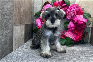 Arthur - Schnauzer, Miniature for sale