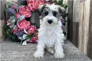 Dawson - Schnauzer, Miniature for sale