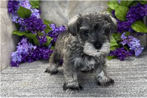 Artie - puppy for sale