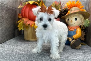 Carissa - Miniature Schnauzer for sale