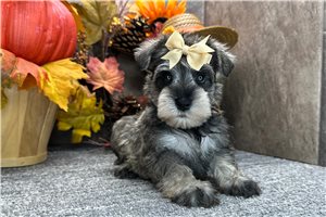 Delaney - Miniature Schnauzer for sale