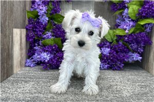 Dorothy - Schnauzer, Miniature for sale