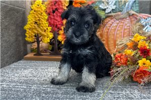 Crystal - puppy for sale