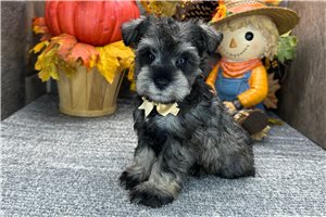 Denton - Miniature Schnauzer for sale