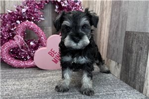 Cody - Schnauzer, Miniature for sale