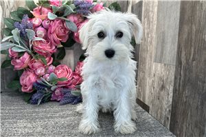 Dorothy - Schnauzer, Miniature for sale
