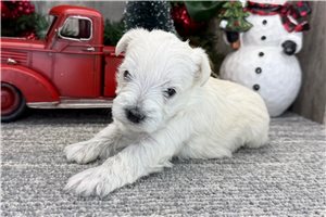 Chanel - Schnauzer, Miniature for sale