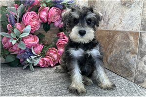 Ashby - Schnauzer, Miniature for sale