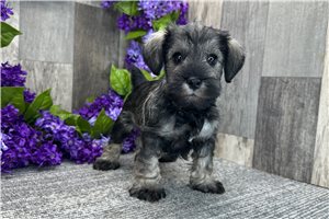 Fernando - Miniature Schnauzer for sale