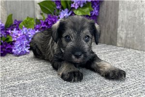 Fernando - Miniature Schnauzer for sale