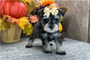 Darla - Miniature Schnauzer for sale