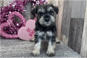 Cerise - Schnauzer, Miniature for sale