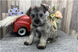 Aurora - puppy for sale
