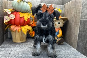 Charlotte - Miniature Schnauzer for sale
