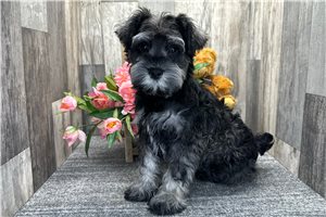 Byron - Schnauzer, Miniature for sale