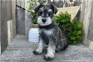 Bobby - puppy for sale