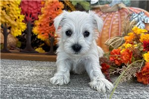Cricket - puppy for sale