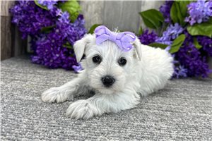 Dorothy - Schnauzer, Miniature for sale