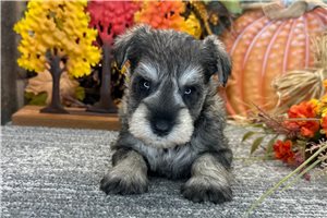 Delaney - puppy for sale