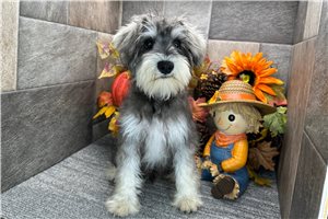 Arrow - puppy for sale