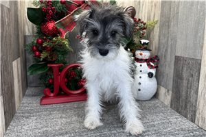 Brooke - Schnauzer, Miniature for sale