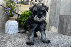 Buttercup - puppy for sale
