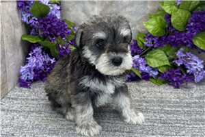 Arrow - Miniature Schnauzer for sale