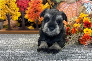 Denton - puppy for sale