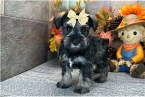 Charlotte - Miniature Schnauzer for sale
