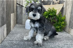 Basil - Schnauzer, Miniature for sale