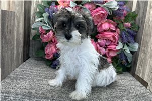 Destiny - Schnauzer, Miniature for sale