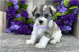 Dominic - Schnauzer, Miniature for sale