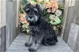 Byron - puppy for sale