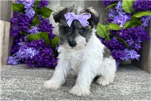 Destiny - Miniature Schnauzer for sale