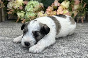 Dawson - Schnauzer, Miniature for sale