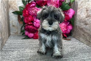 Artie - Schnauzer, Miniature for sale