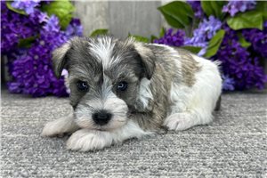 Dominic - Schnauzer, Miniature for sale