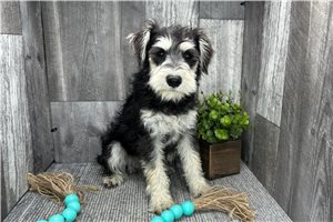 Cadance - puppy for sale