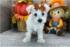 Cynthia - Miniature Schnauzer for sale