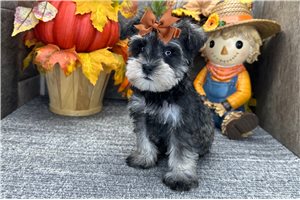 Darla - Miniature Schnauzer for sale