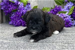 Grace - Shih-Poo - Shihpoo for sale