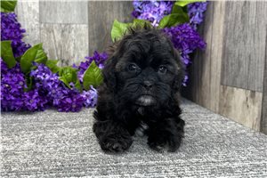 Grady - Shih-Poo - Shihpoo for sale