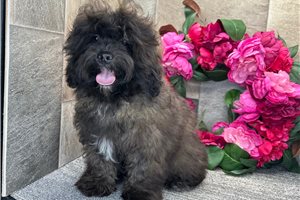 Grady - Shih-Poo - Shihpoo for sale