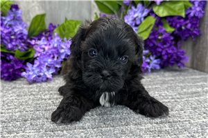 Gohan - Shih-Poo - Shihpoo for sale