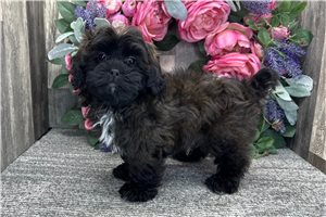 Gohan - Shih-Poo - Shihpoo for sale