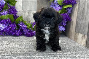 Grace - Shih-Poo - Shihpoo for sale