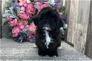 Grace - Shih-Poo - Shihpoo for sale