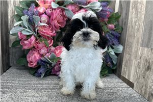 Gina - Shih-Poo - Shihpoo for sale