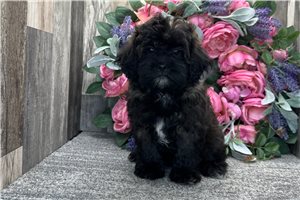 Grady - Shih-Poo - Shihpoo for sale